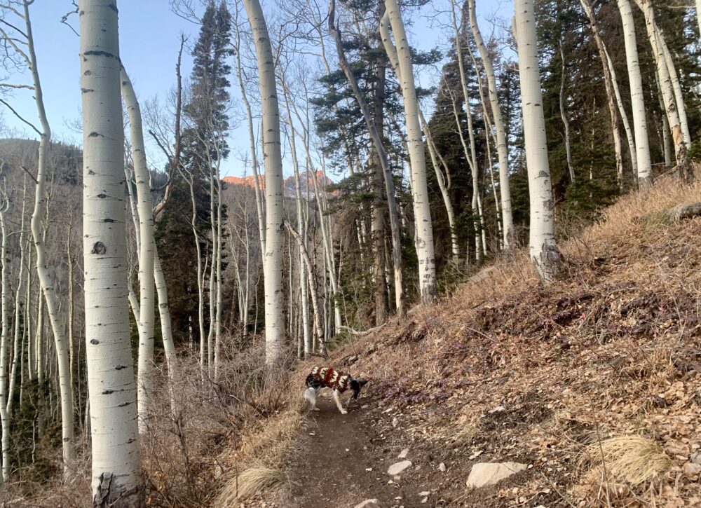 Telluride trees